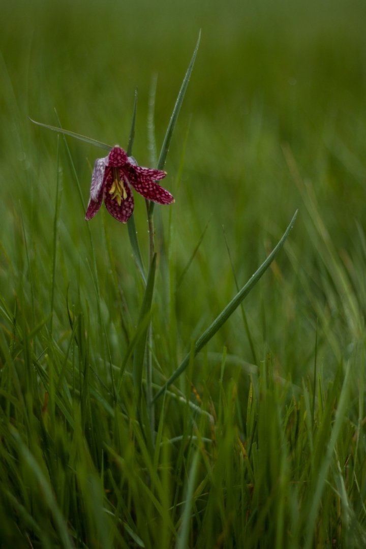 Fritillaire-01.jpg