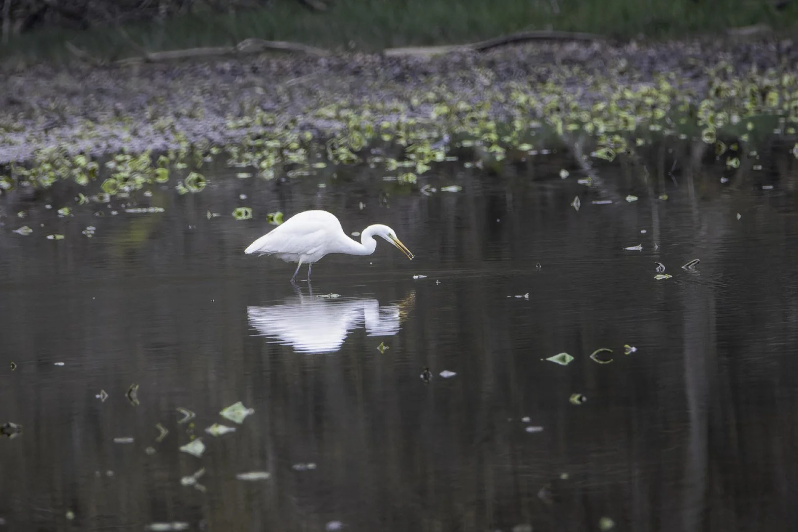 Grande-Aigrette-2.jpg