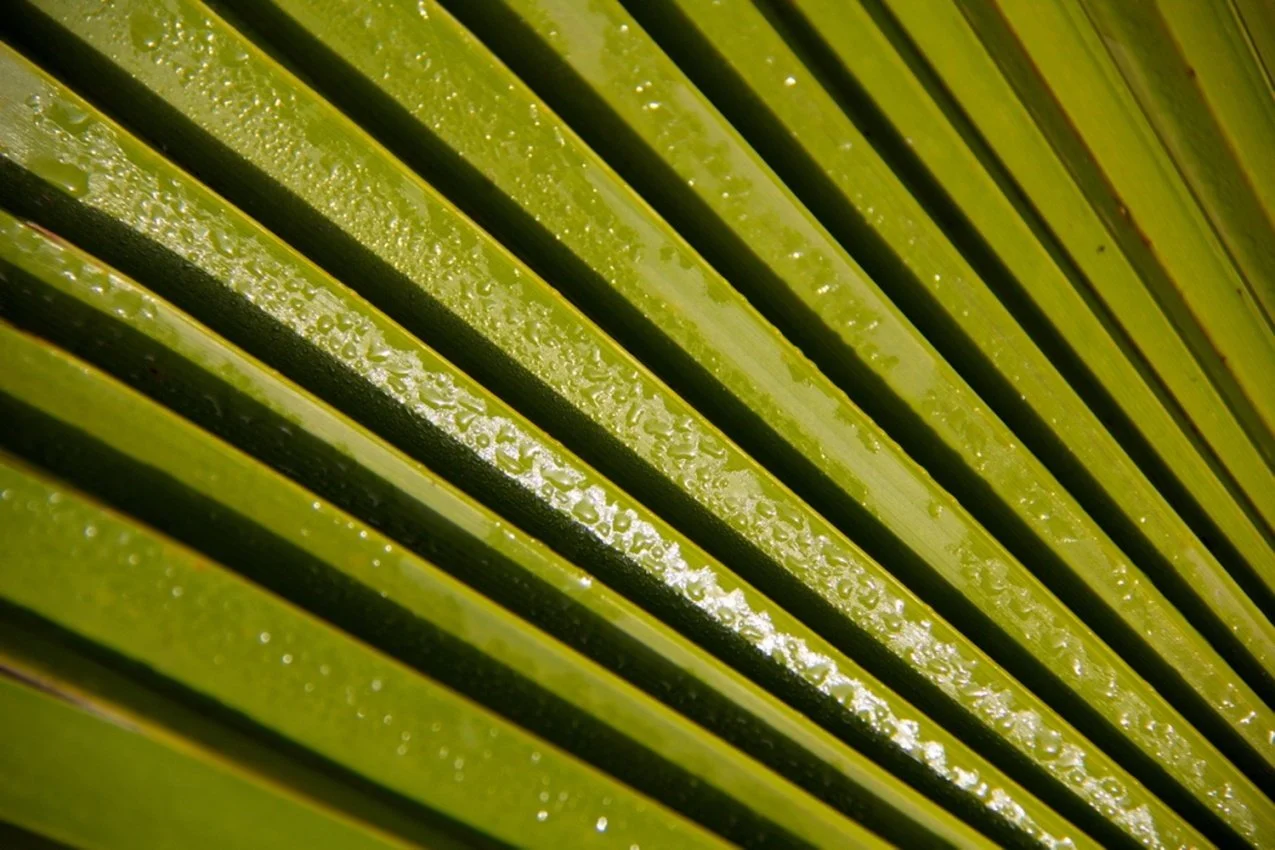 33-Lignes.jpg