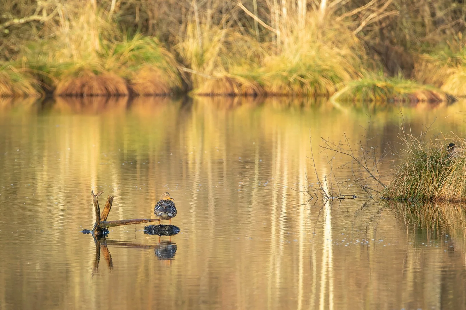 PF_0124_canard.jpg