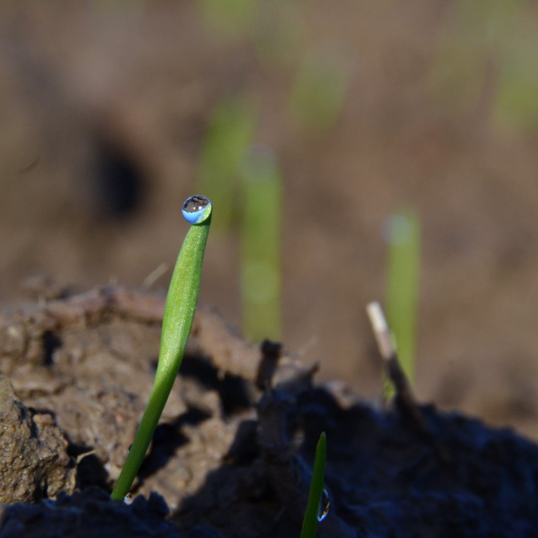 Blé-en-herbe.jpg