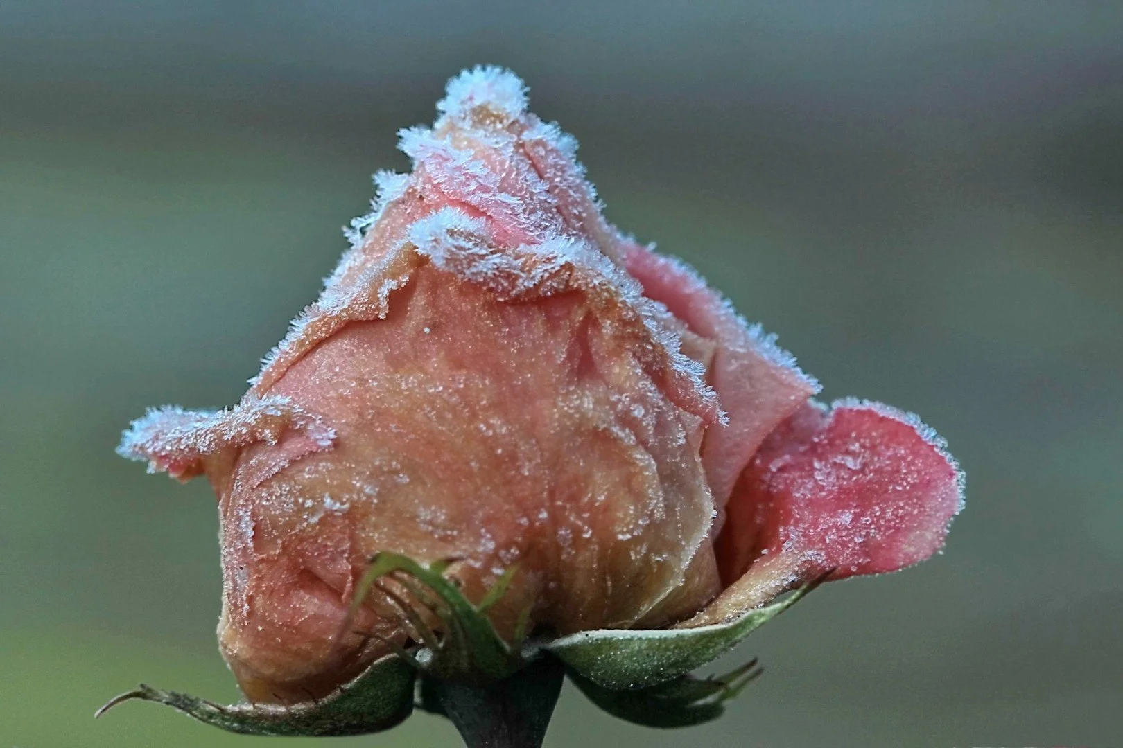 rose-givrée.jpg