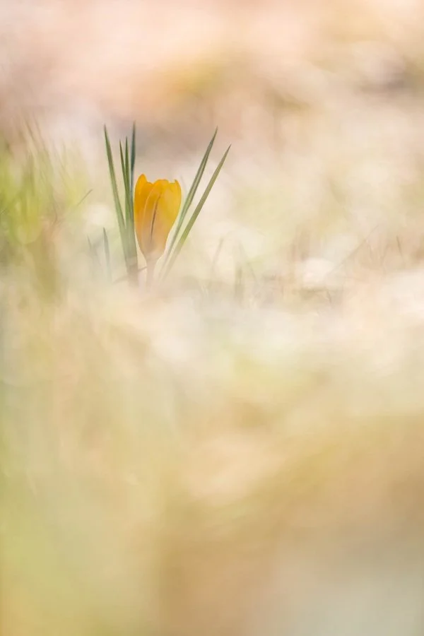 fevrier-A-l-aube-du-printemps.jpg