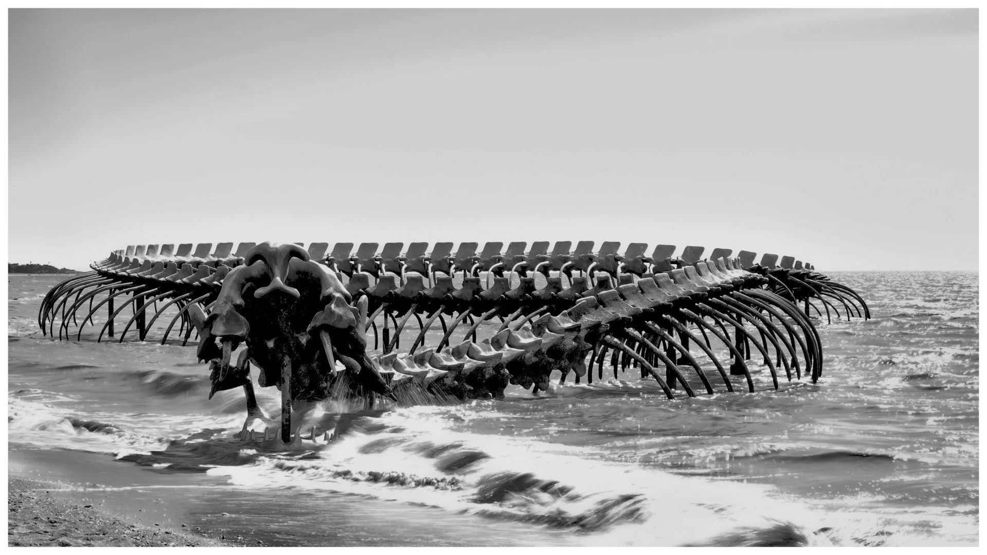 Serpent-de-mer.jpg