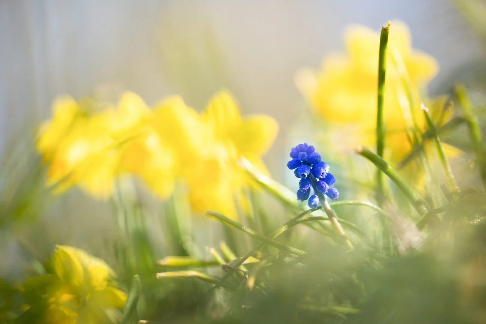 Muscaris-sur-fond-de-jonquilles.jpg