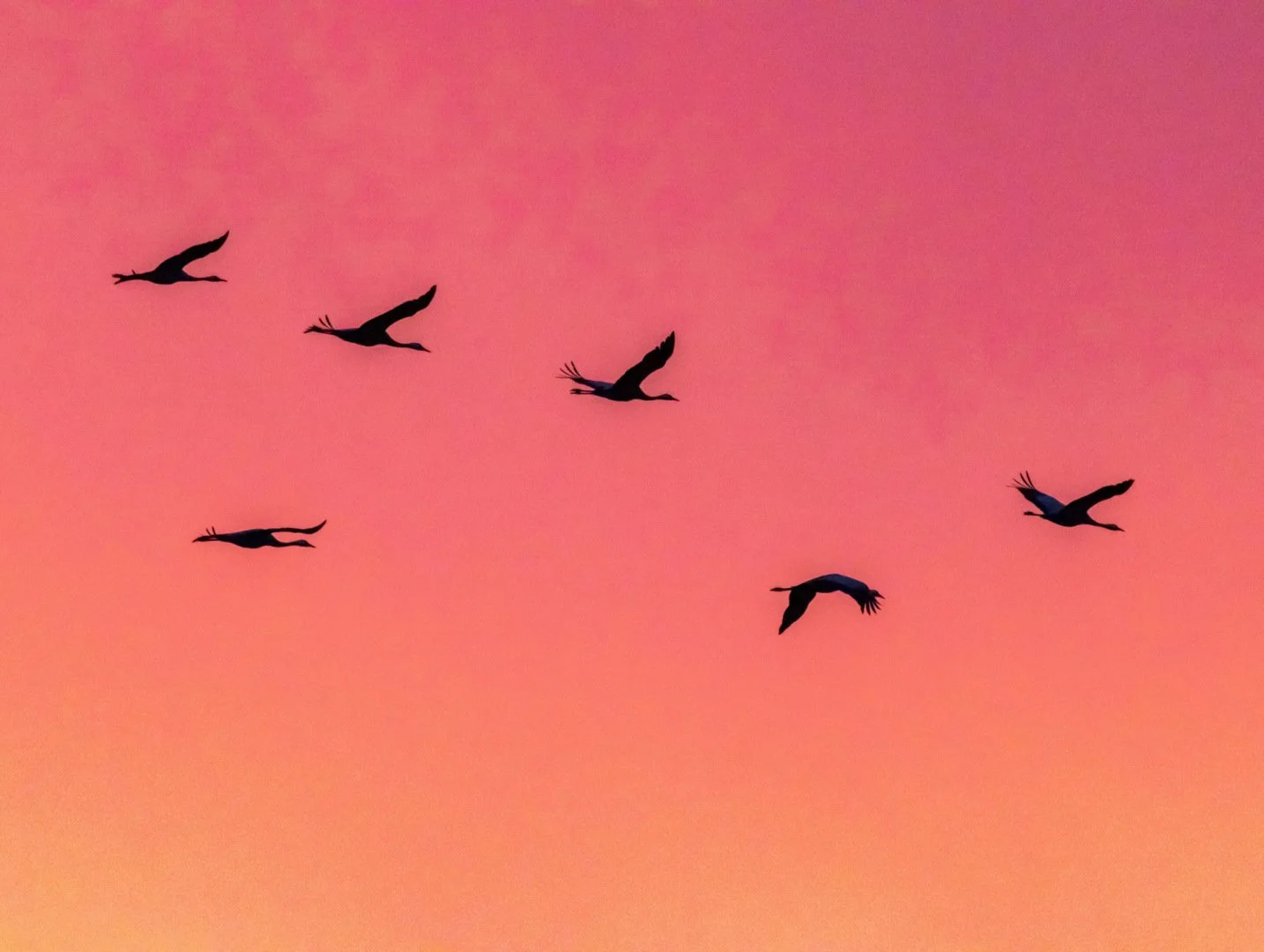 LD-11-23-grues-cendrees-17.jpg