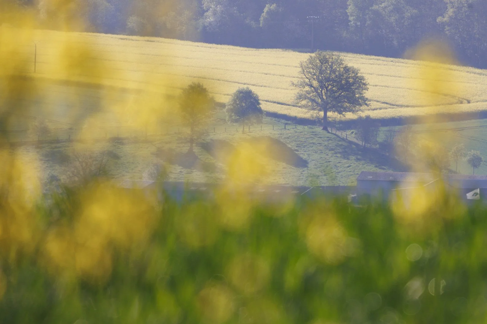 Champs-de-colza.jpg