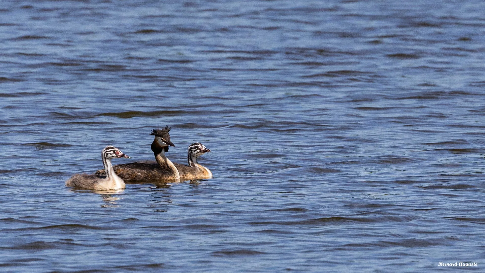 BA-12-Un-grebe-huppe-et-ses-petits-a-Cantache.jpg