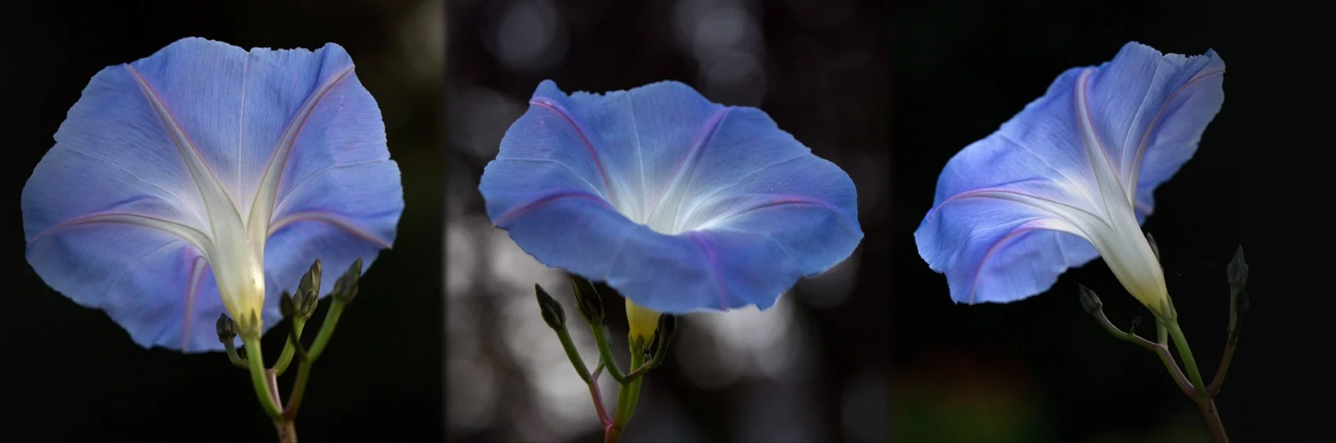 Composition2Vignetage-Flou.jpg