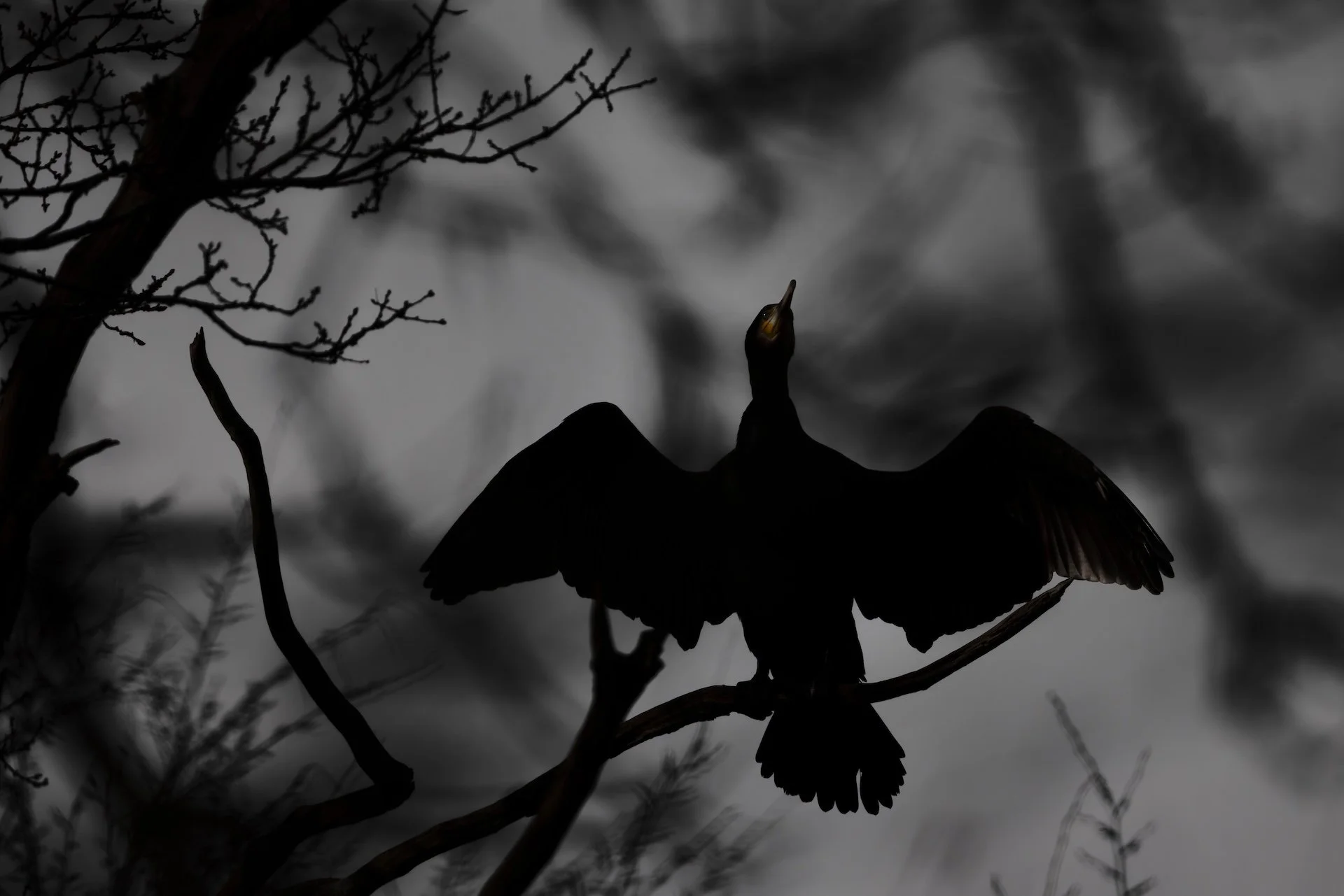 RG_0226_Cormoran03.jpg