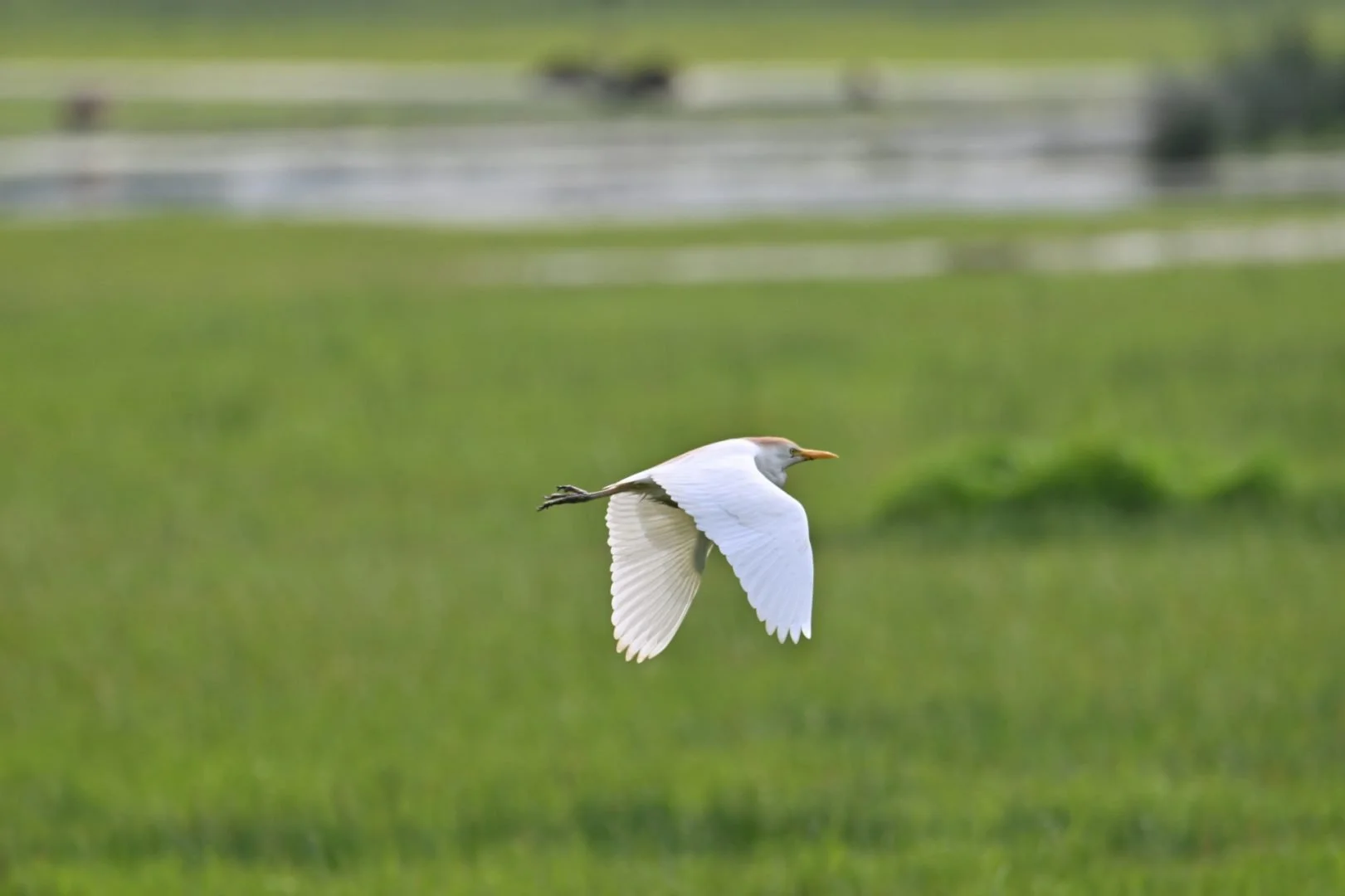 HM-Heron-garde-boeufs-Mod-600mm-S-Vit1000s-f6.3-ISO220-Sougeal-DSC_3030.jpg