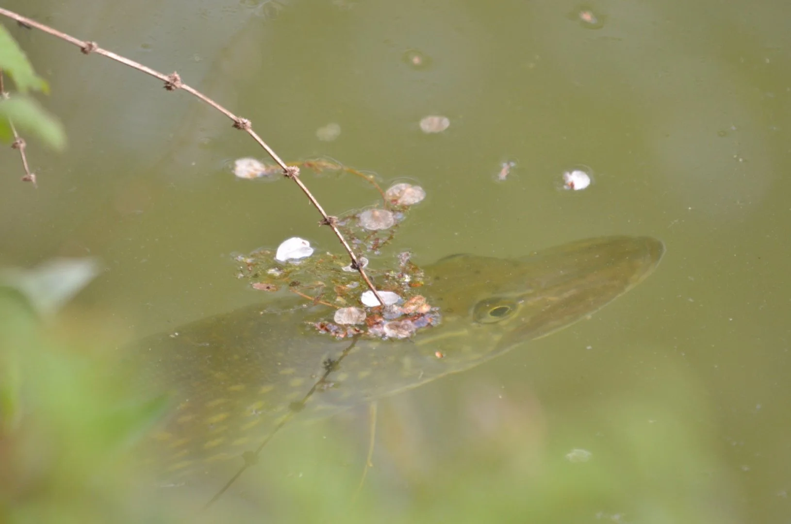 Brochet-à-son-poste-de-chasse.jpg