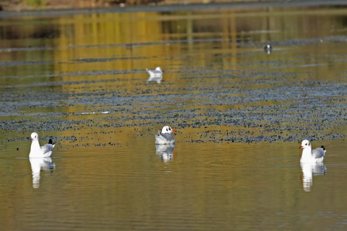 Mouettes-sur-etang-doré.jpg