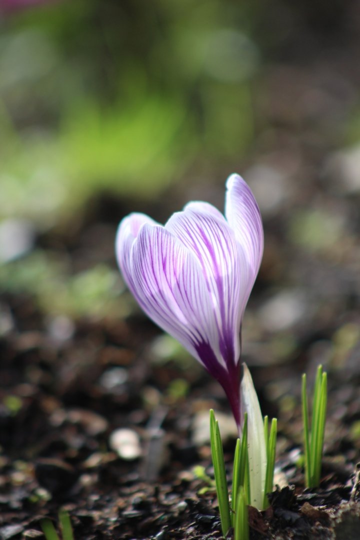 Le-printemps-sannonce.jpg