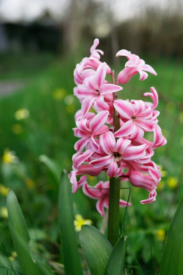 Couleur-Du-Printemps.jpg
