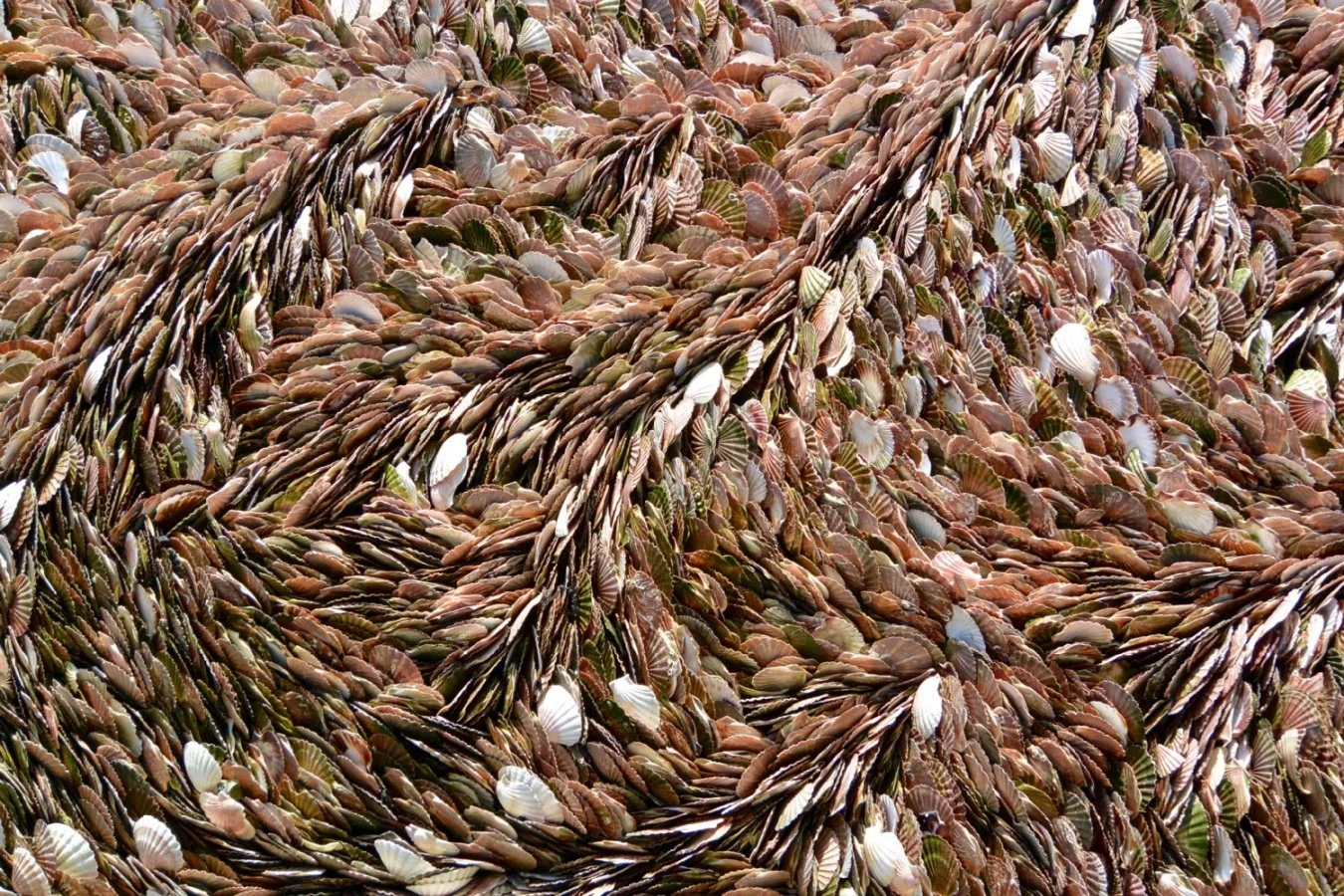 chef-doeuvre-de-la-nature.jpg