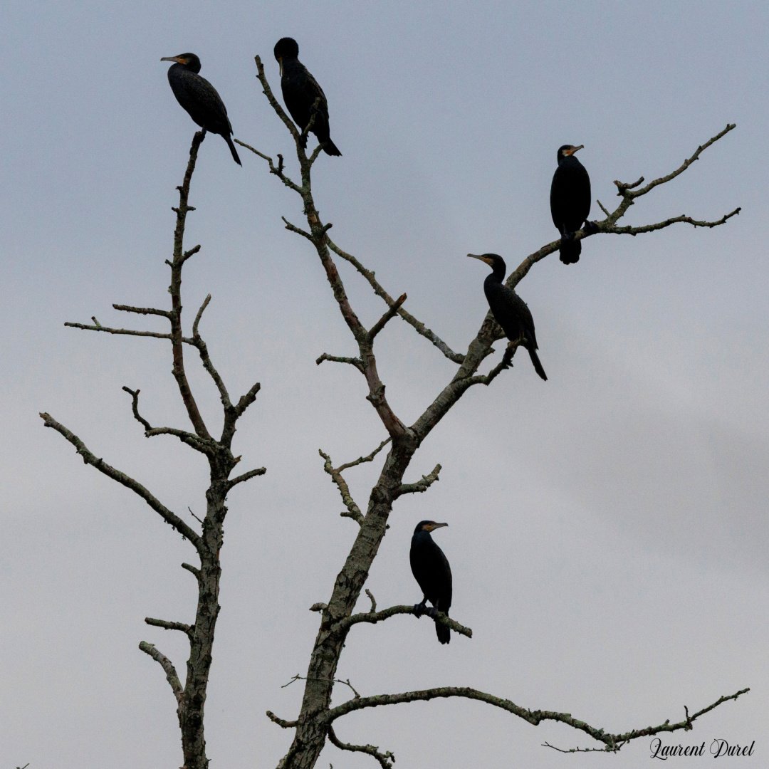 LD-12-24-Larbre-aux-cormorans-2_2.jpg