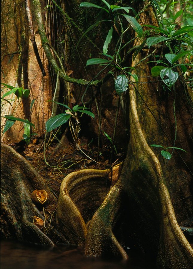 contrefort-dun-géant-de-la-forêt.jpg