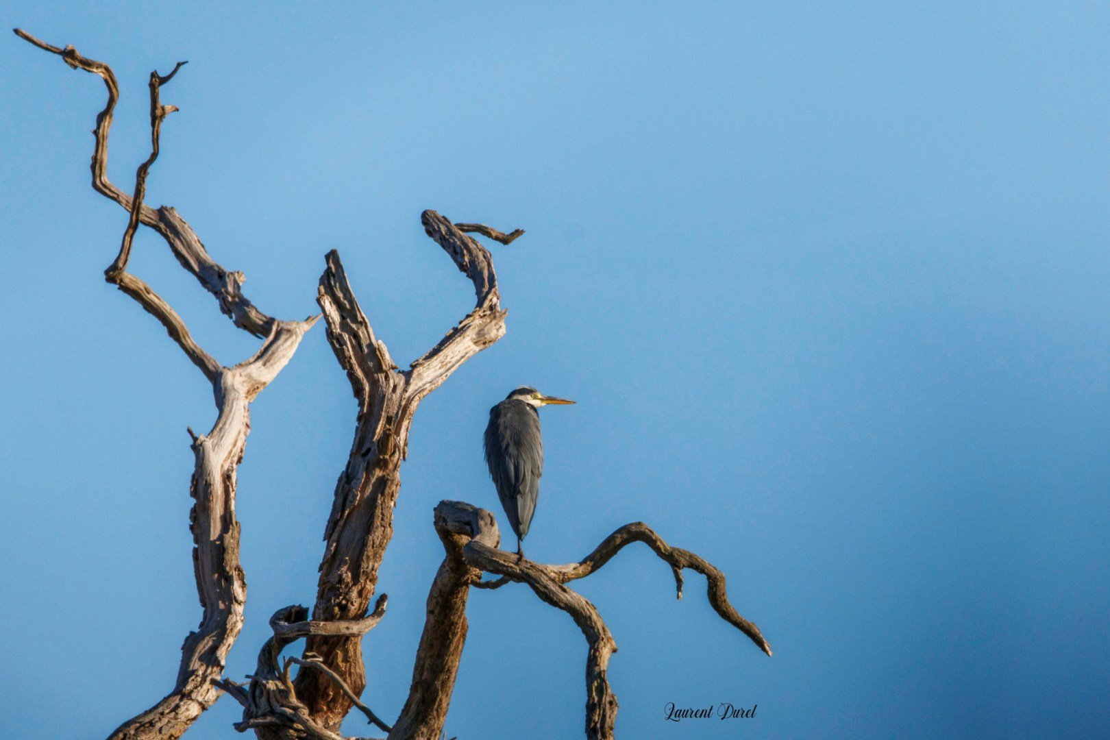 08-25-Heron.jpg