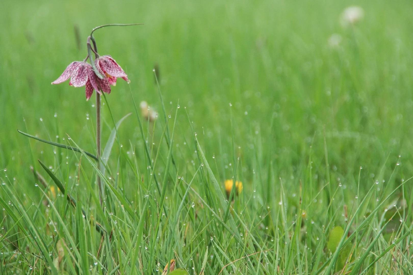Fritillaire-02.jpg