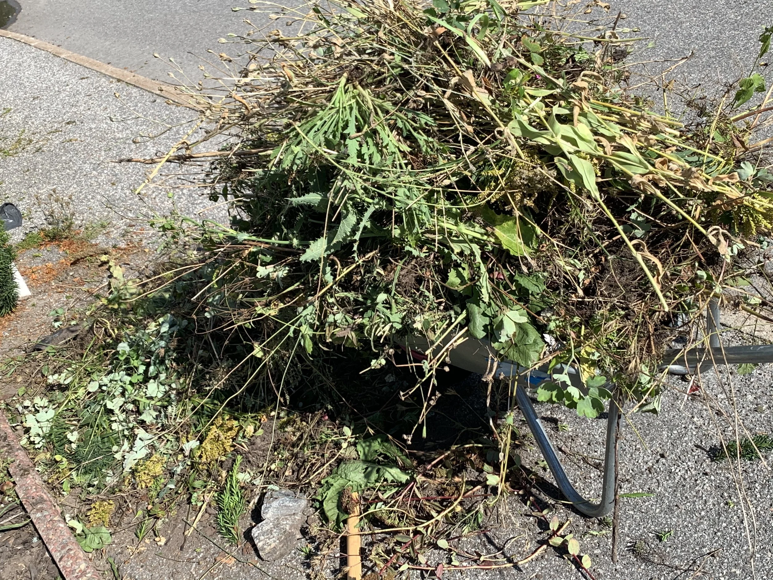 Ogräsborttagning Trädgårdshjälp Täby Kyrkbyjpeg.jpeg