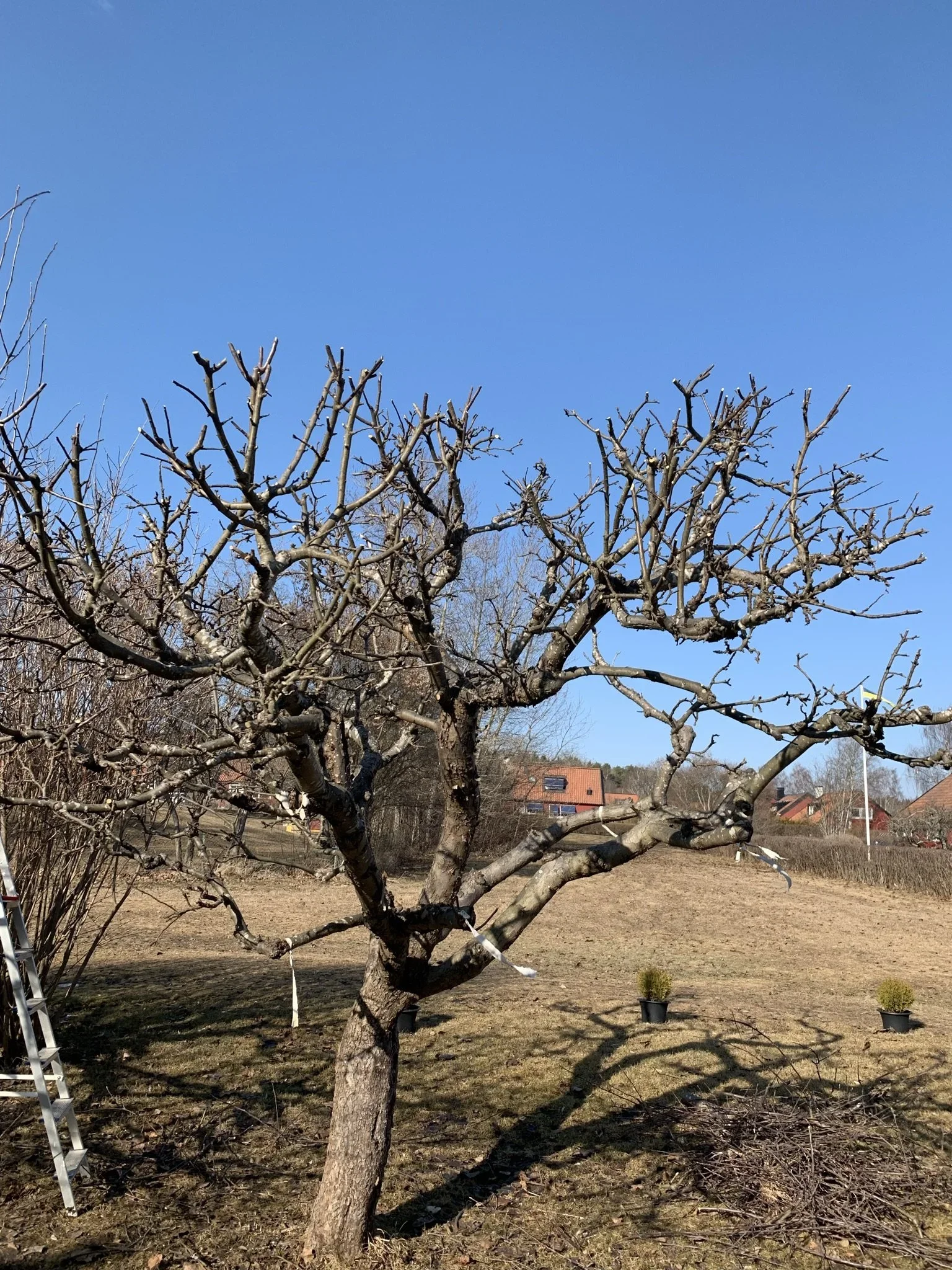 beskärning vårvinter.webp