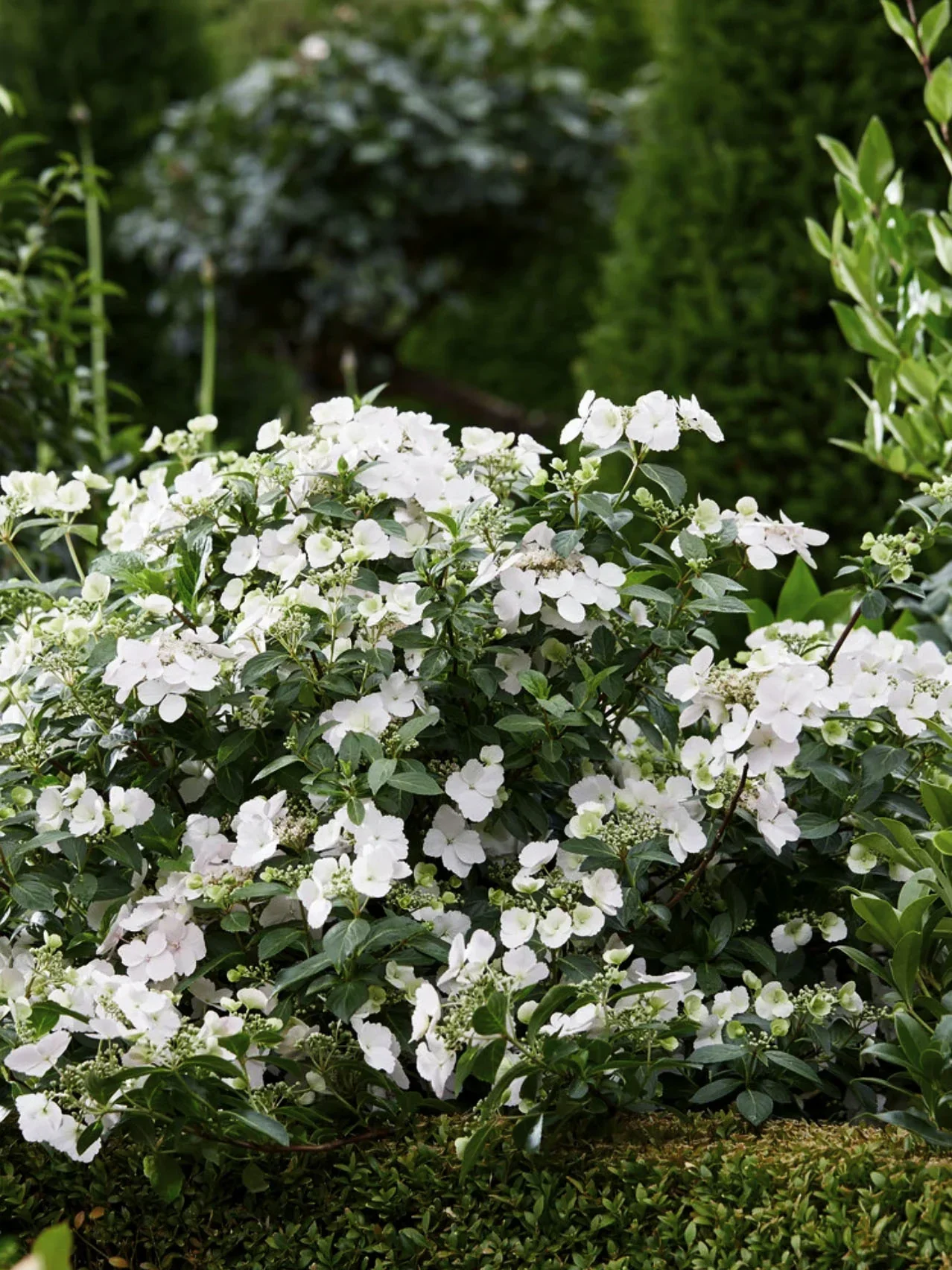 Hydrangea-Runaway-Bride-Klar GureGarden Täby Trädgårdshjälp slänt ogräsförbättring.webp
