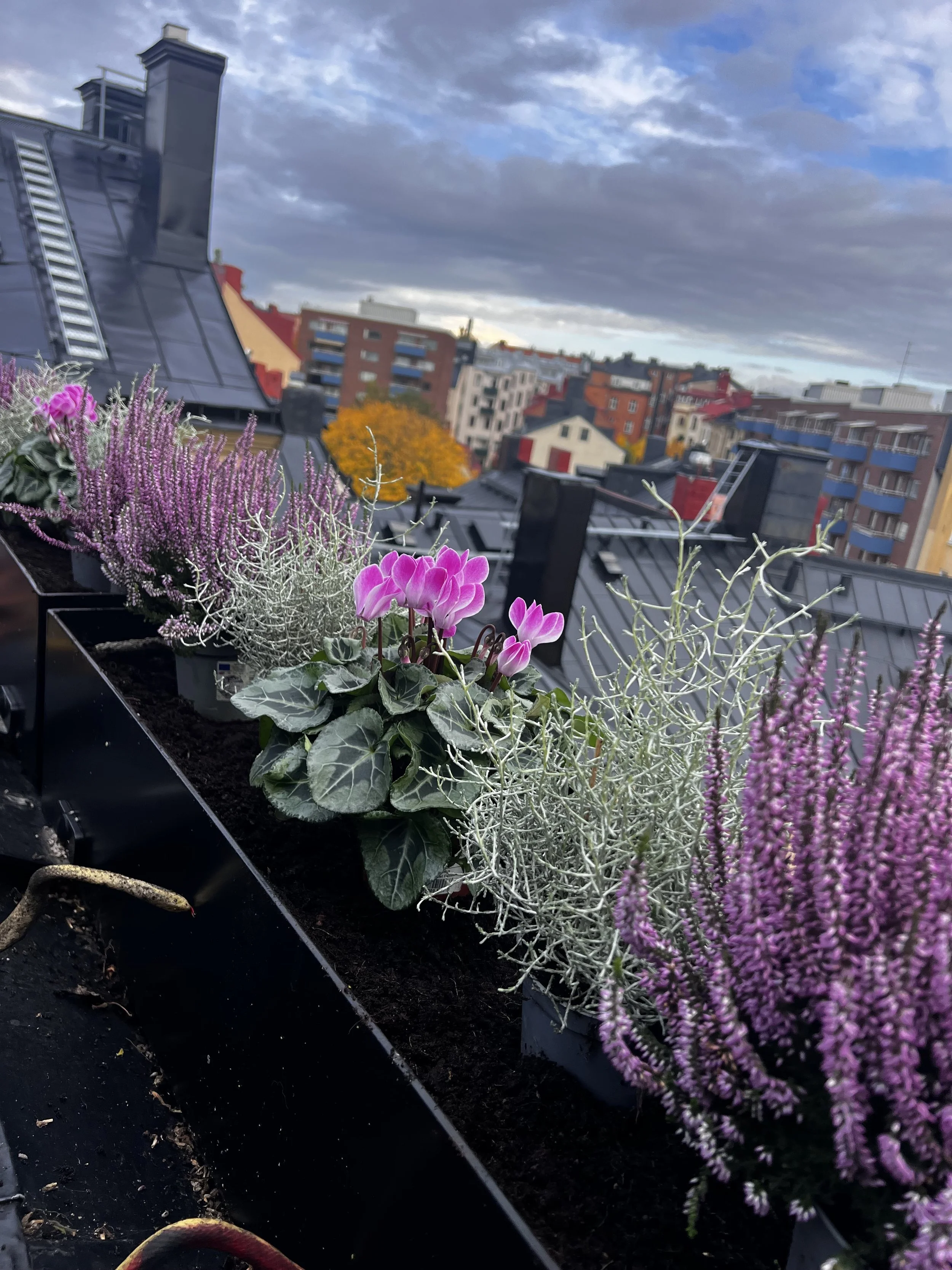 Narvavägen blomstervice terrass GureGarden.jpeg