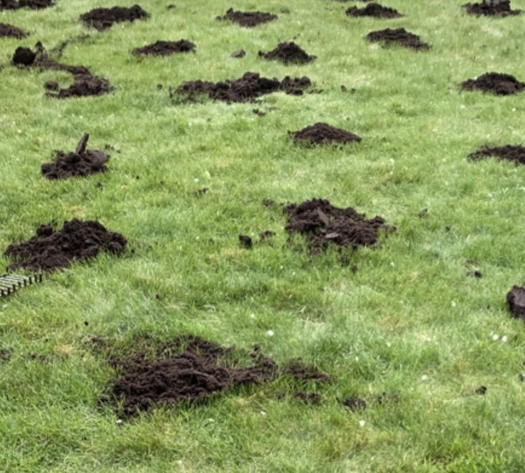 Gräsdress Täby GureGarden gräsmatta trädgårdshjälp.jpeg