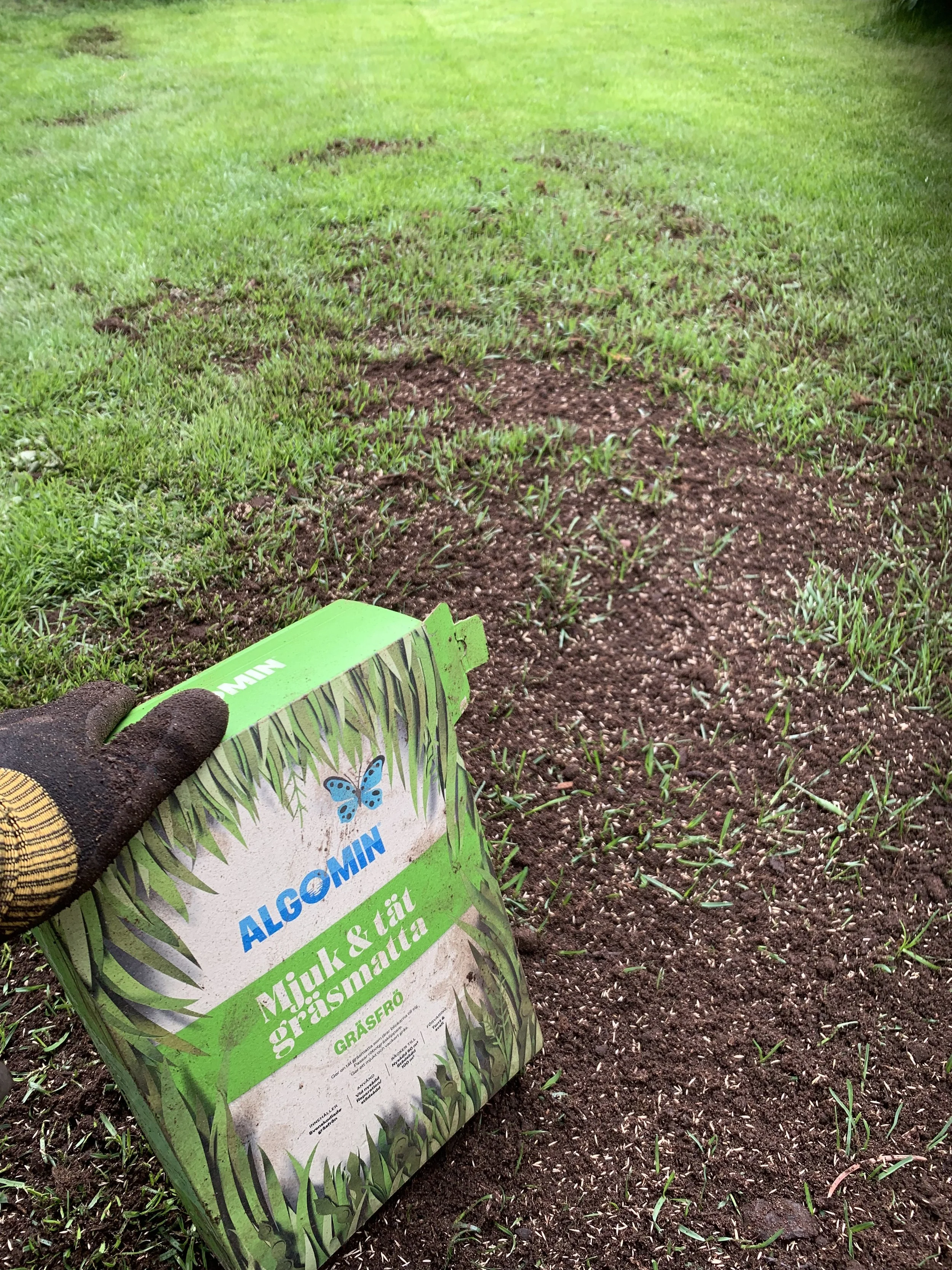 Gräsmatta renovering skötsel trädgårdshjälp Täby GureGarden.jpeg