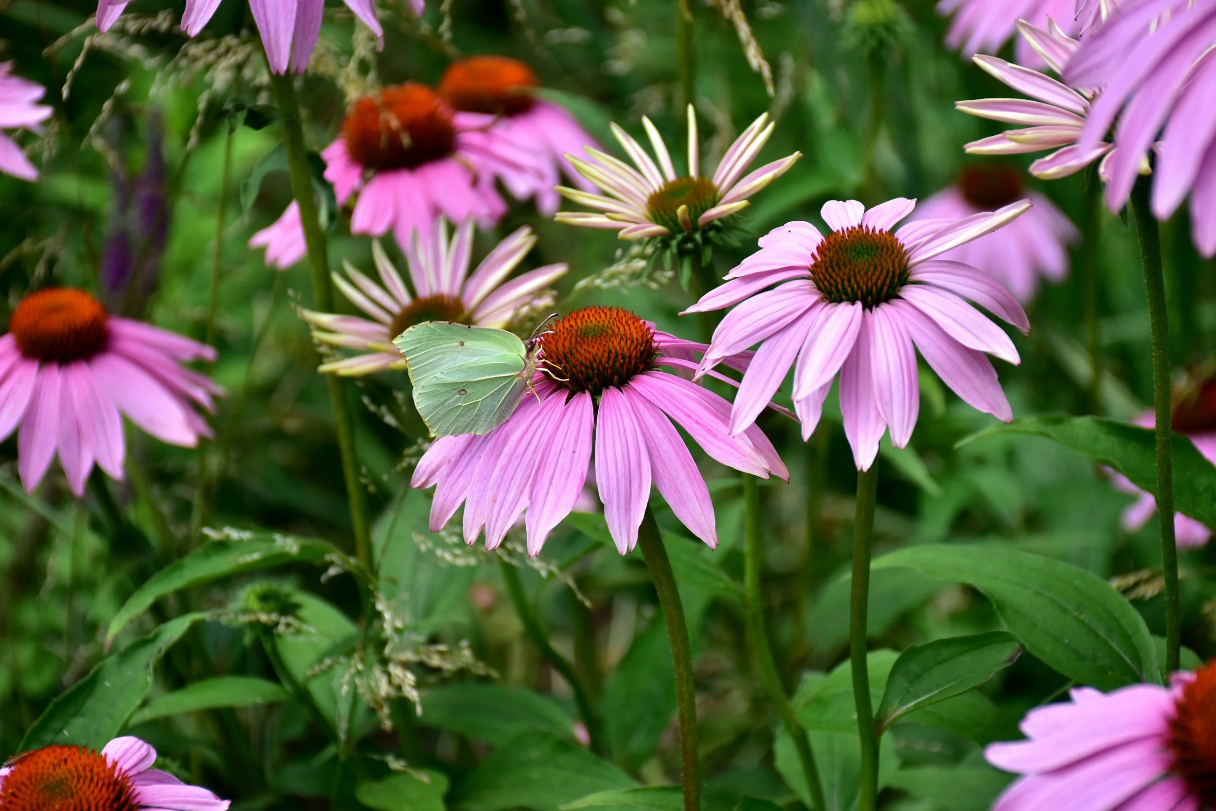 Solhatt biologisk mångfald GureGarden.jpg