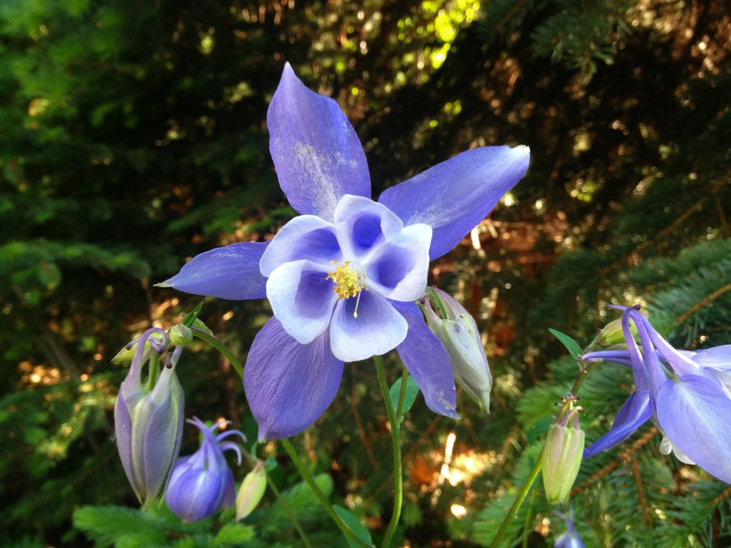 Colorado, Buena Vista, Salida, Chaffee County