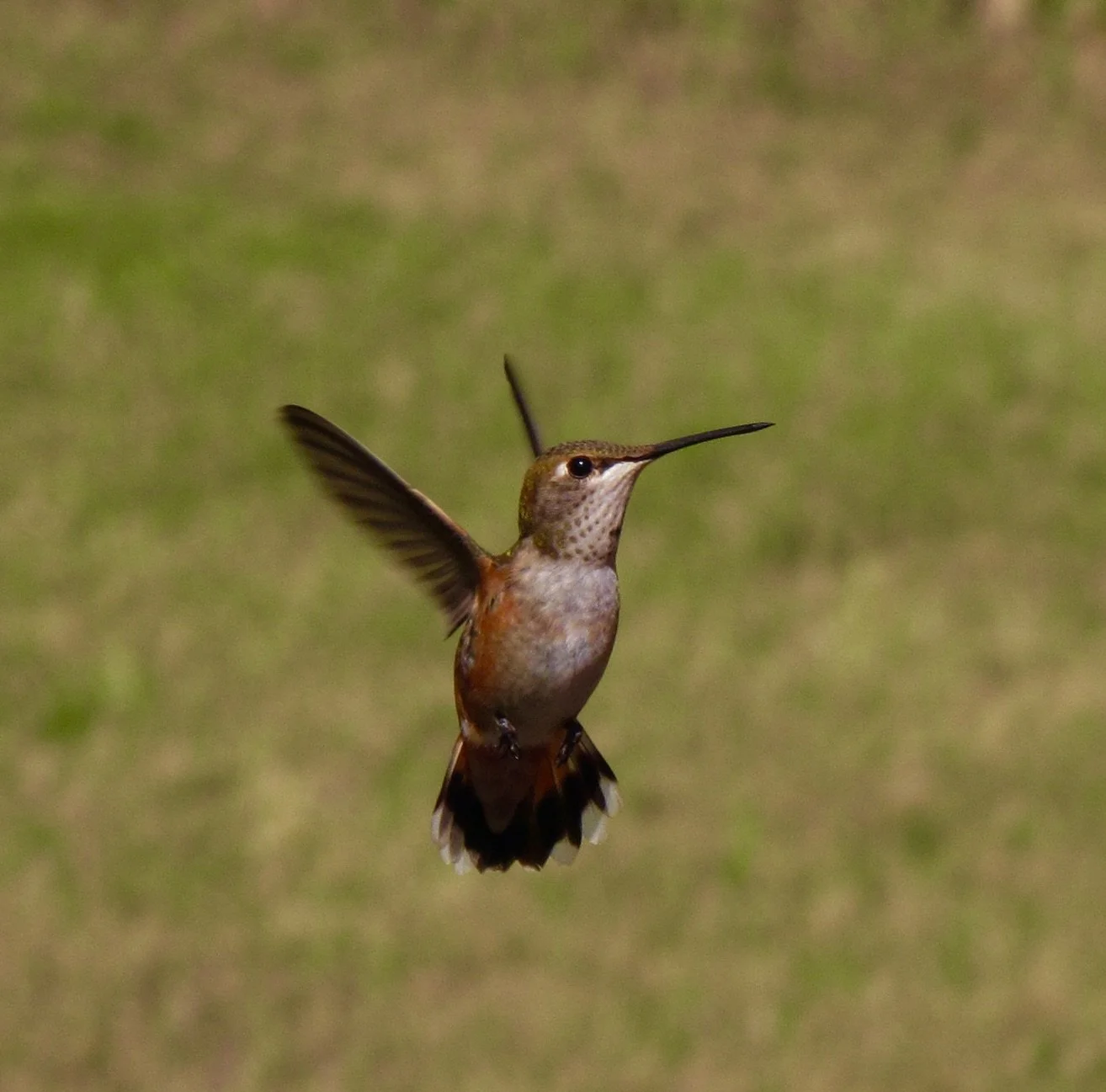 Colorado, Buena Vista, Salida, Chaffee County.
