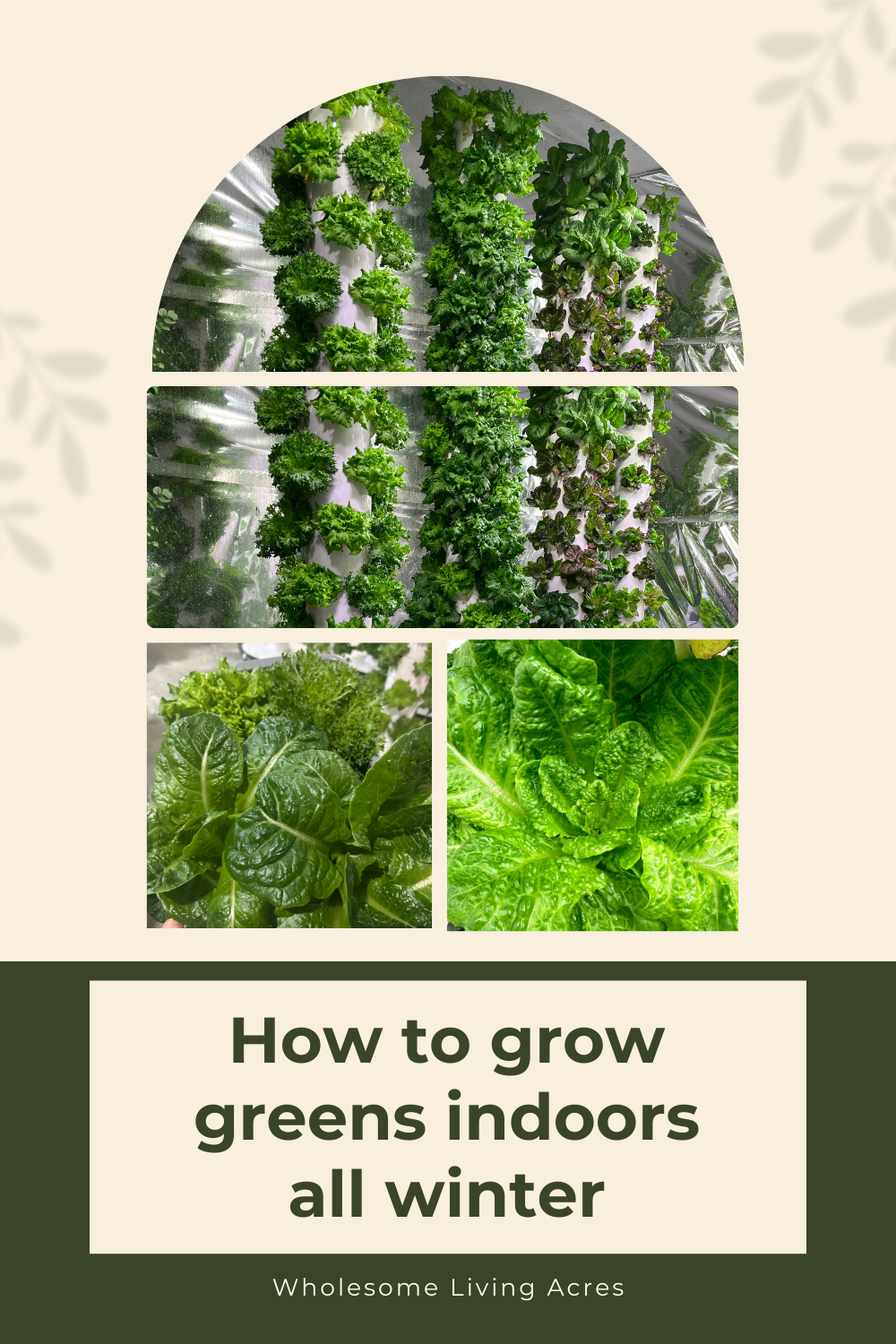 HOW TO GROW GREENS INDOORS ALL WINTER