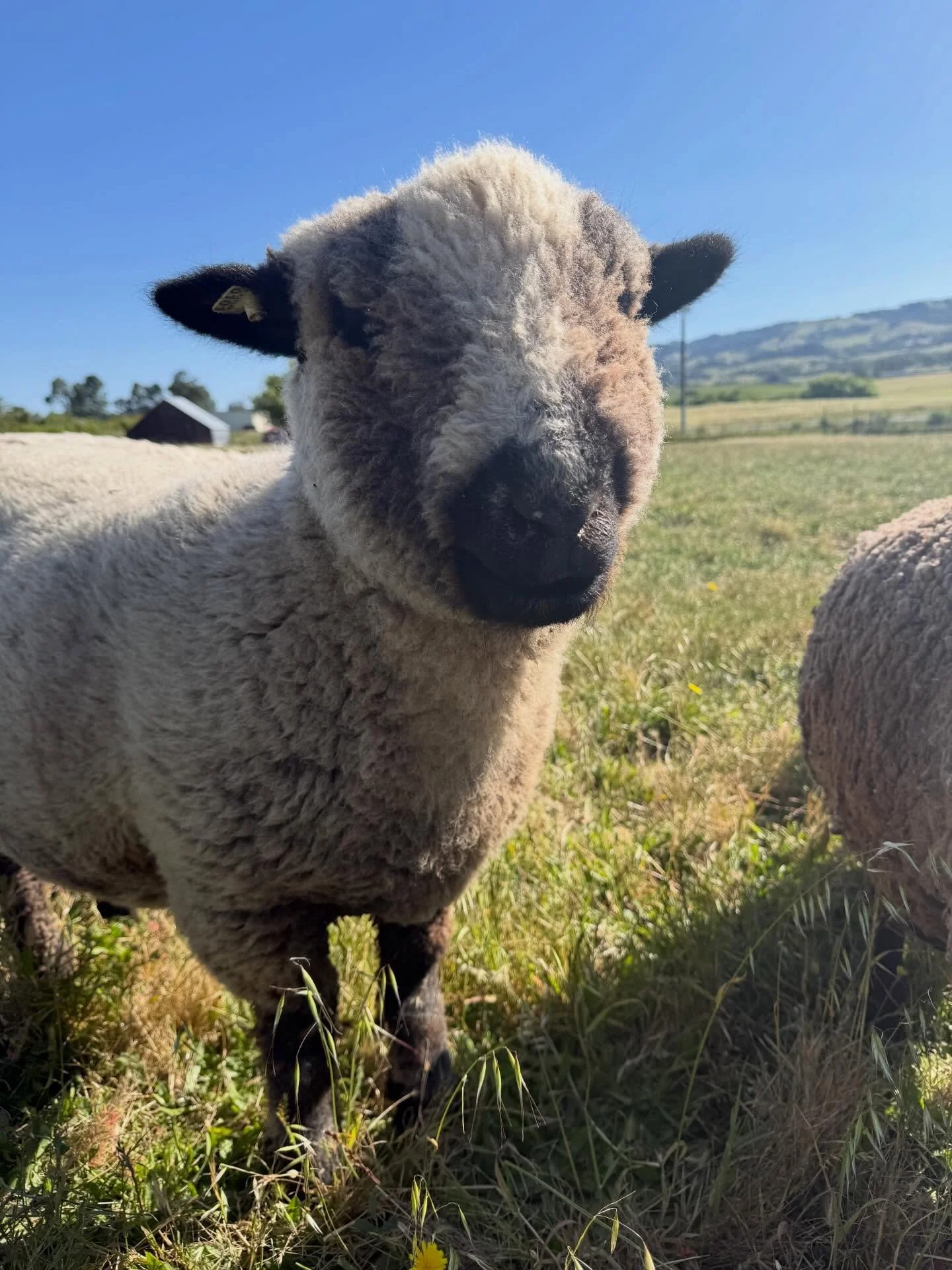 🐑🐑🐑🐑🐑
