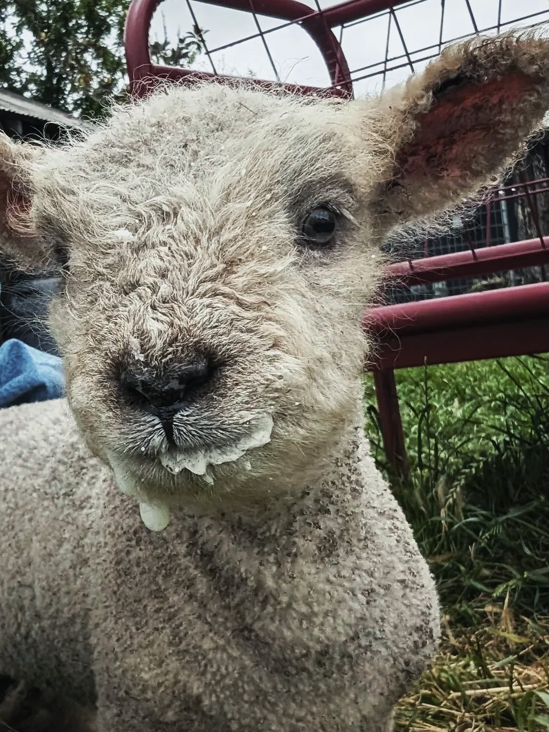 Couldn&rsquo;t be more ready for @thesheepdetectives movie this weekend! How many babydoll lambs do you think we could sneak in?? 🐑🐑🐑🐑🐑🐑🐑💕