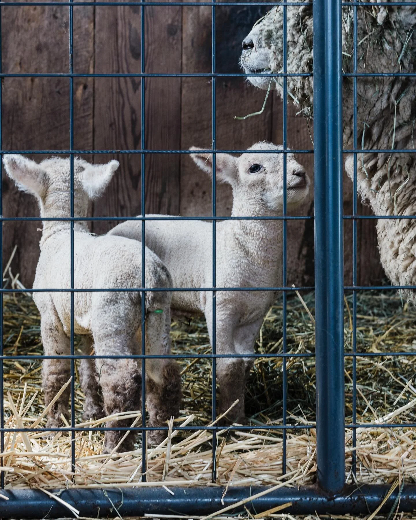 Meet the first lambs of 2026! Twins Poppy and Pine 🥰 They'll be home-ready by early June. Secure your spot on the waitlist for more spring arrivals &hearts;️ www.reichleranch.com