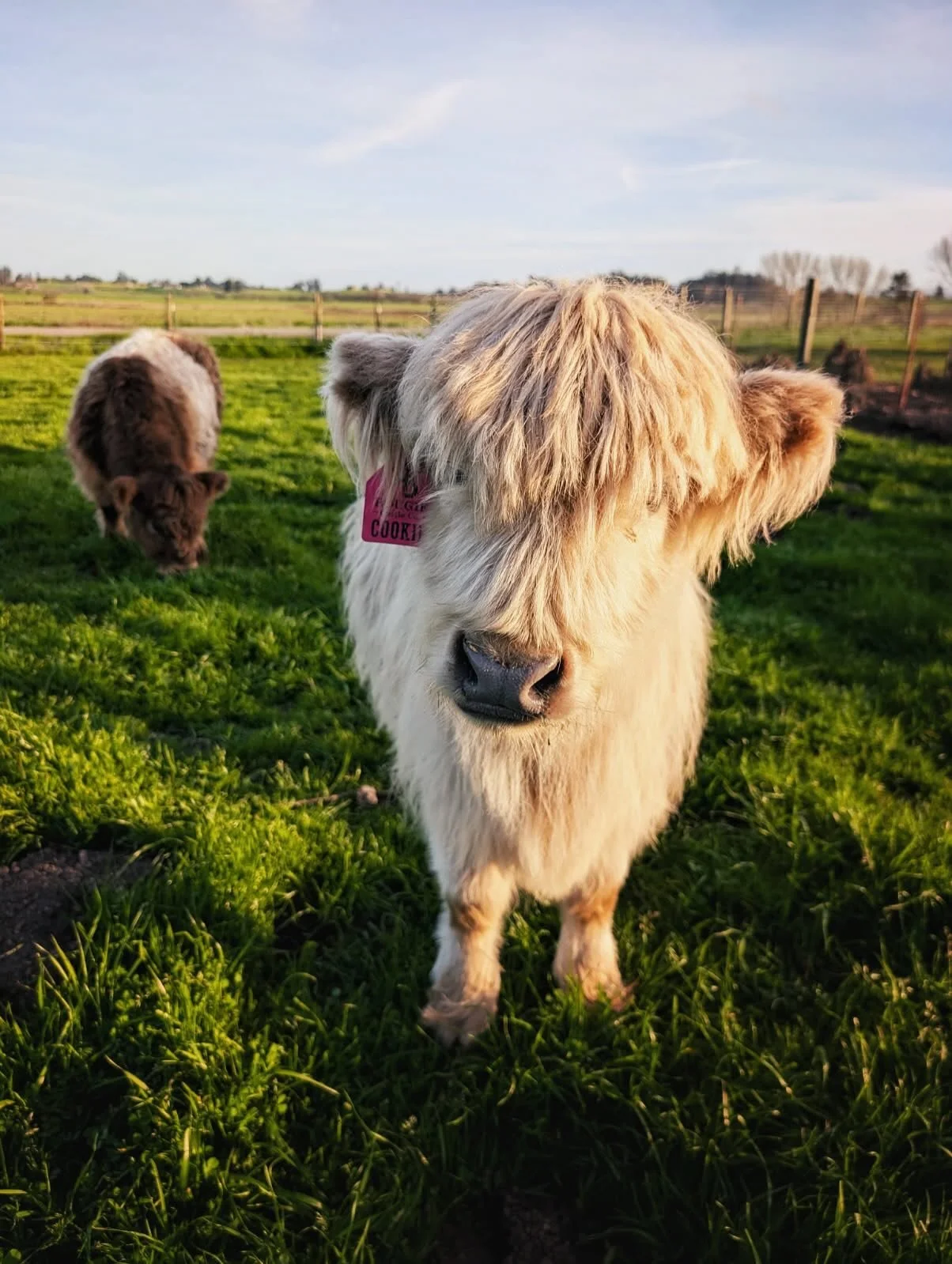 Muddy mess, happy cows, I'll take it &hearts;️