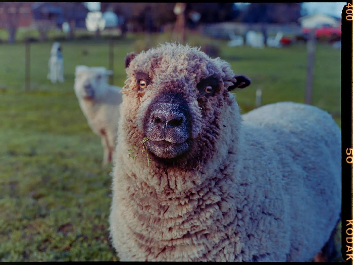 We said goodbye to Wayne today. He wasn&rsquo;t the friendliest guy in the flock, but he never asked for anything and always stood his ground.

A morning spent investigating at the vet with an intense necropsy really challenged my fear in facing deat