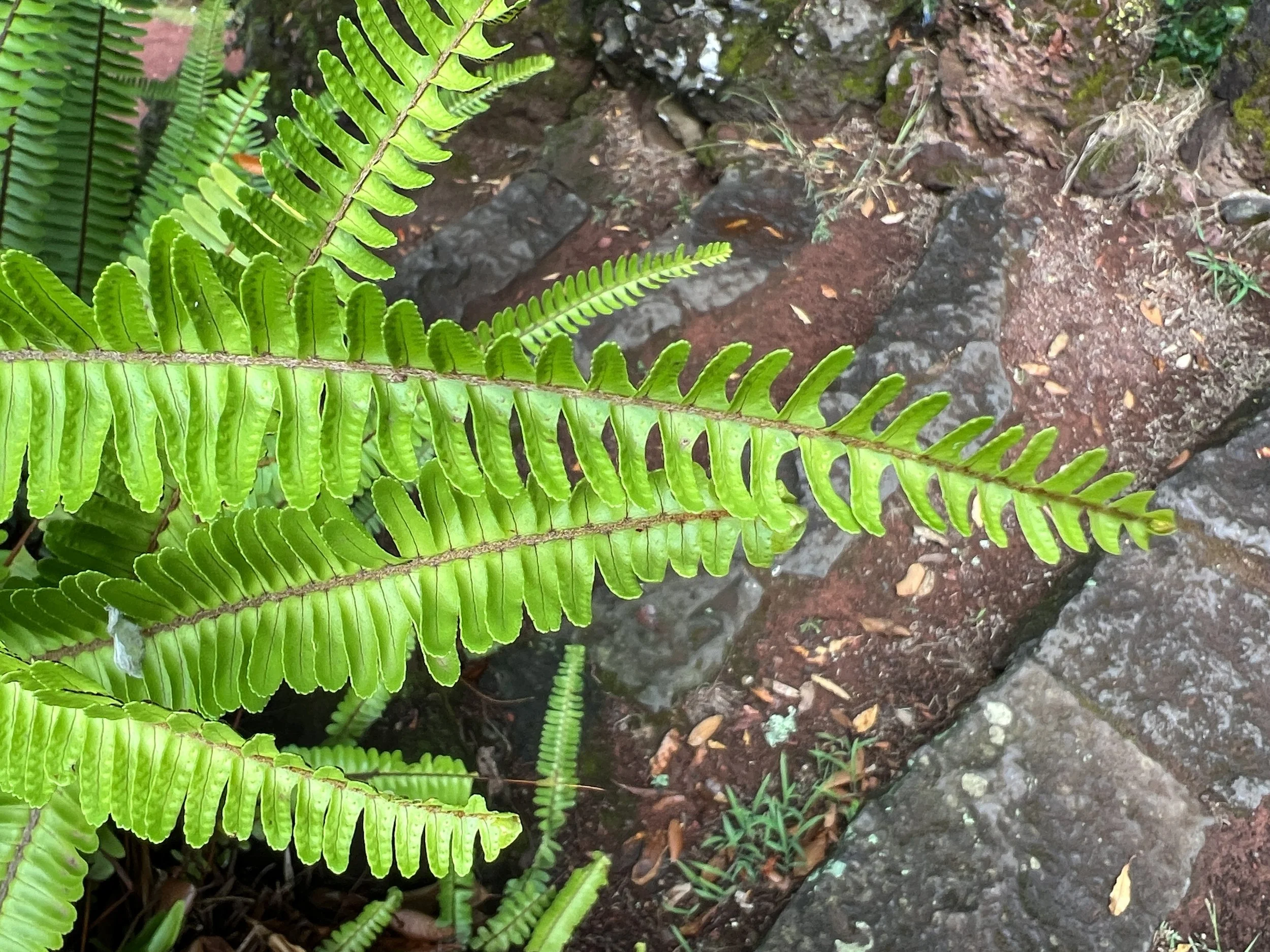 Close up fern leaves in front of bark