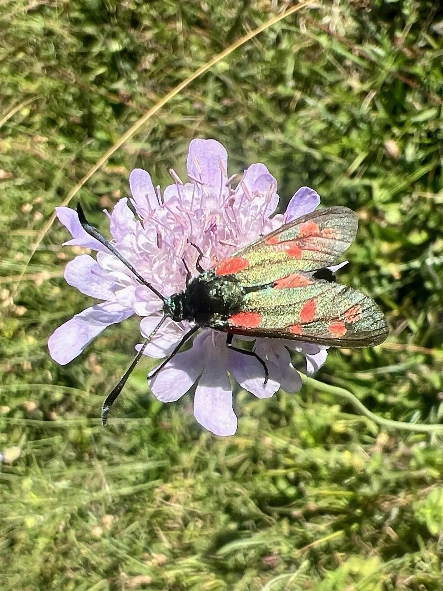 A selection of beautiful wildflowers with visiting Burnet moths from my walk this morning. #wildflowers #sussex #moth #smallscabious #roundheadedrampion  #greaterknapweed