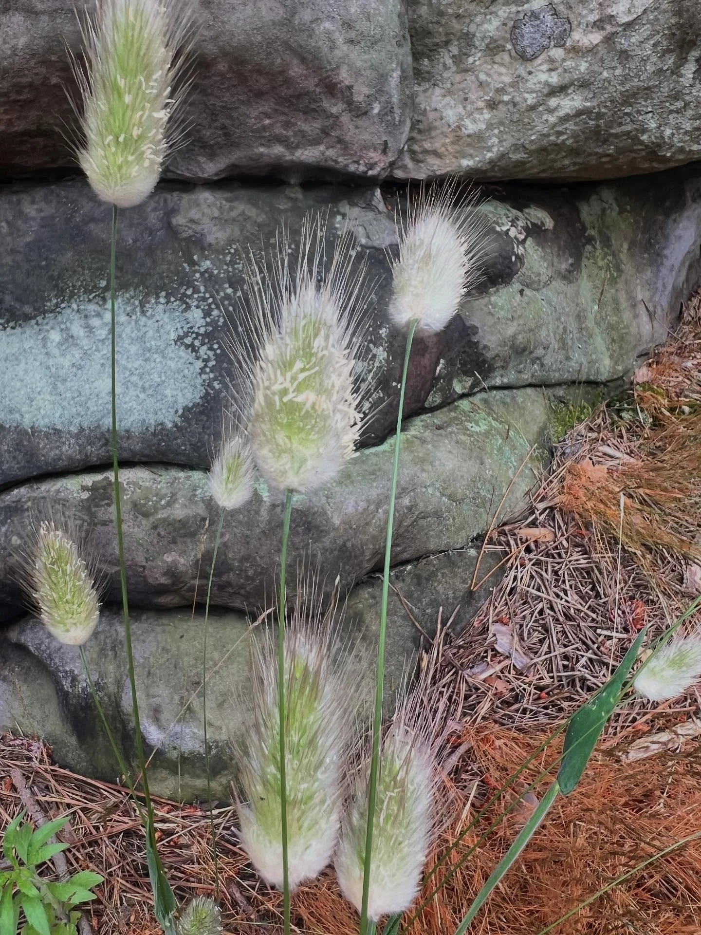 Lagurus ovatus (Harestail grass) in the wild! #fontainbleu Forest.