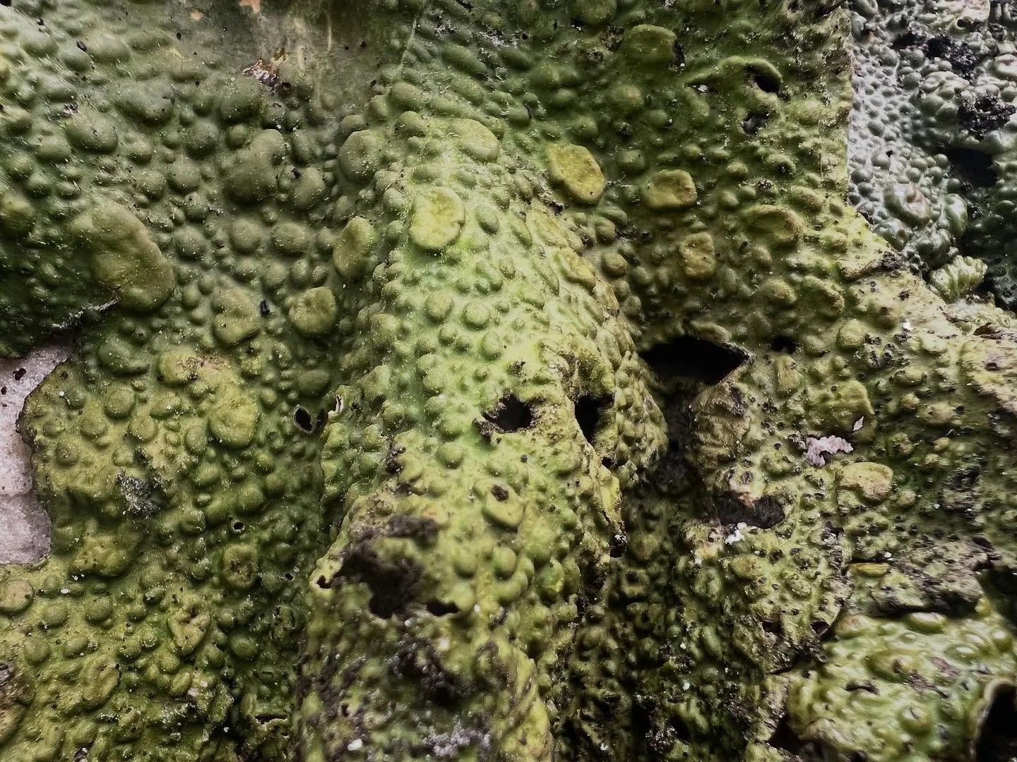 Lichen on sandstone in #fontainbleau  #fontainbleaubouldering