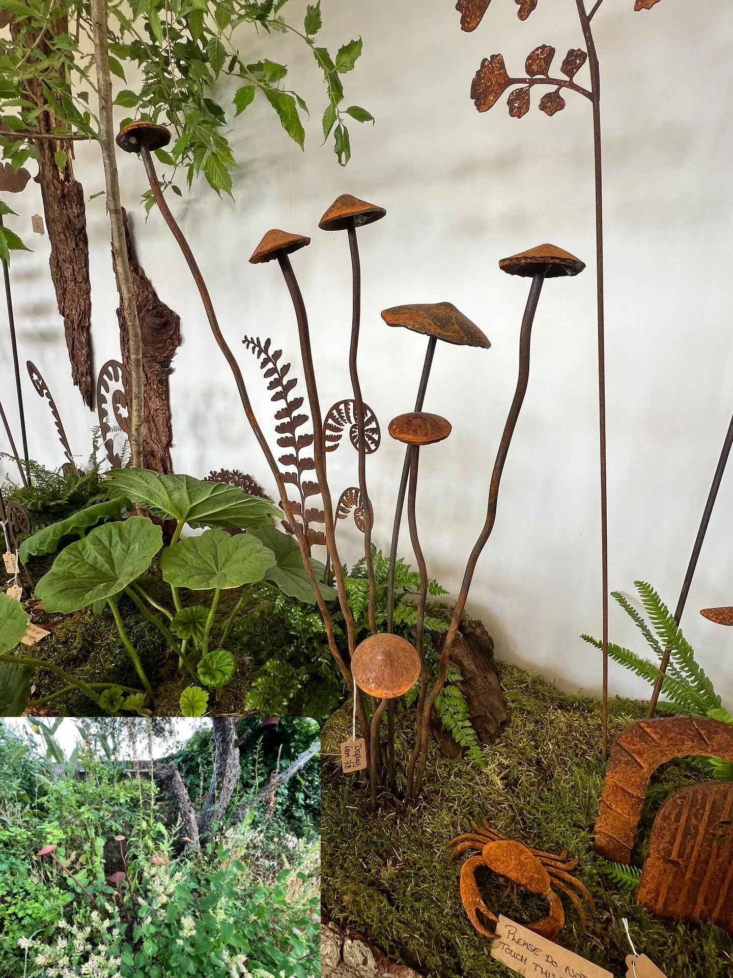 I really enjoyed meeting @mrfoxsgarden at #rhschelsea this year. These awesome shrooms have popped up in my woodland bed at home.
