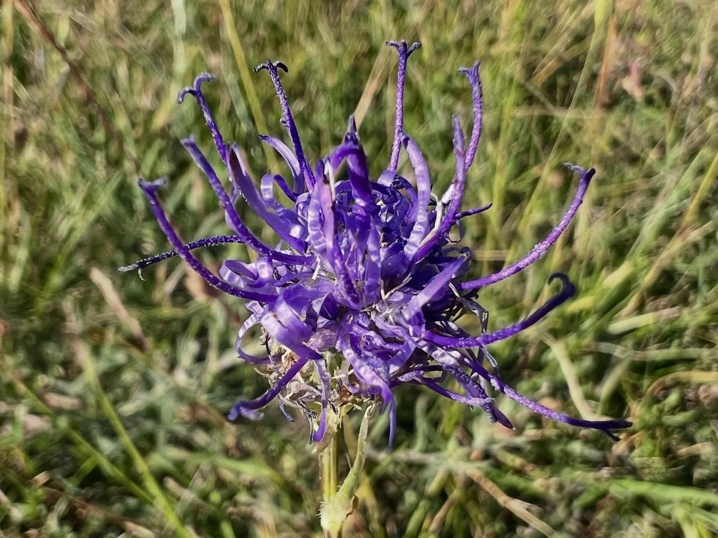 Round headed rampion is a new discovery to me. Where has it been all my life? I love it! No wonder it&rsquo;s common name is &lsquo;Pride of Sussex&rsquo;
#wildflowers #Sussex #roundheadedrampion
