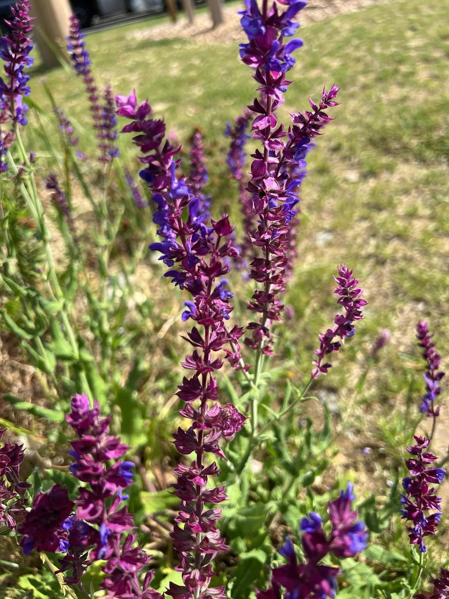 Salvia nemorosa (Purple wood sage) grows wild on motorway verges in France. 😍