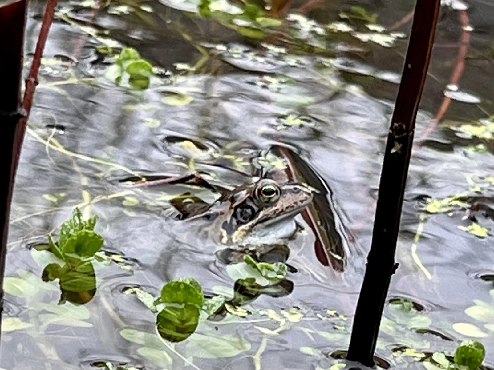Frogs, newts, and the quiet drama of a Hurstpierpoint garden pond