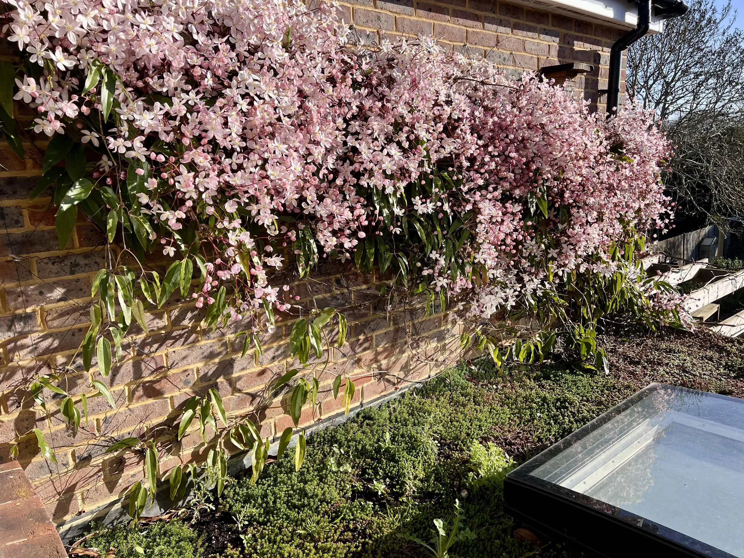 The long game of spring flowers