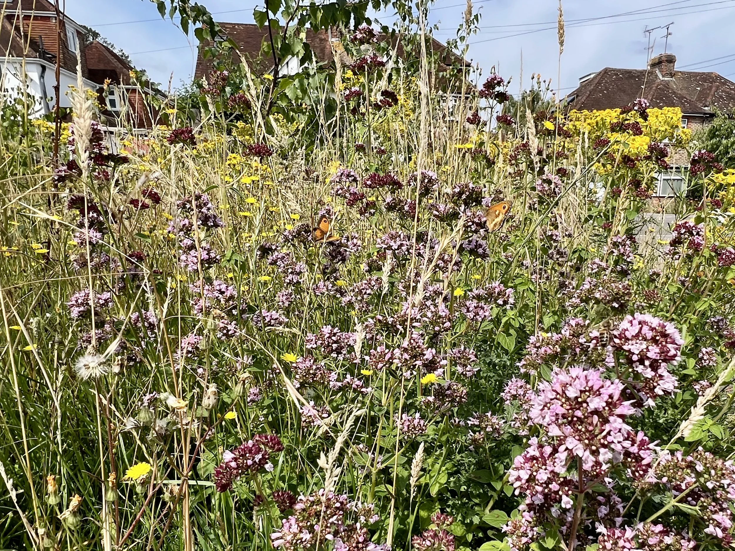 No Mow May: Preparing for a better meadow in September