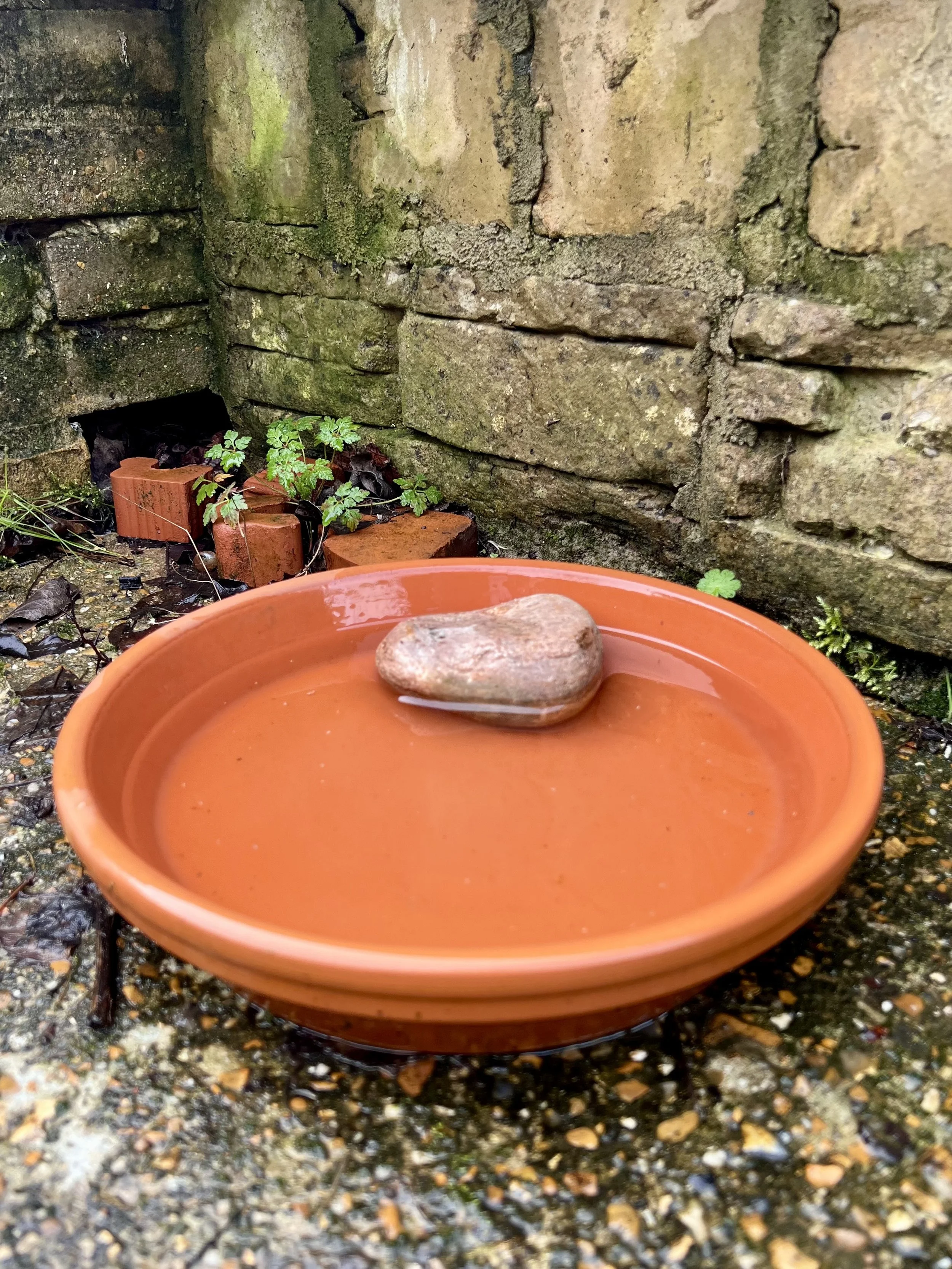 Why every garden needs a little water